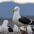 Kelp Gull (Larus dominicanus)
