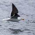 Kelp Gull (Larus dominicanus)