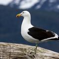 Kelp Gull (Larus dominicanus)