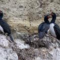 Rock Shag (Phalacrocorax magellanicus)