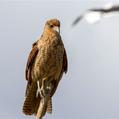 Chimango Caracara (Milvago chimango)