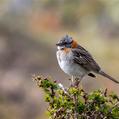 Rufous-collared Sparrow (Zonotrichia capensis)