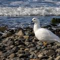 Kelp Goose (Chloephaga hybrida)