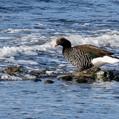 Kelp Goose (Chloephaga hybrida)