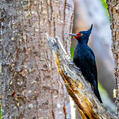 Magellanic Woodpecker (Campephilus magellanicus)