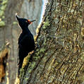 Magellanic Woodpecker (Campephilus magellanicus)