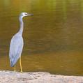 White-faced Heron (Egretta novaehollandiae)
