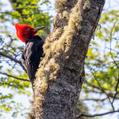 Magellanic Woodpecker (Campephilus magellanicus)