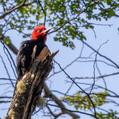 Magellanic Woodpecker (Campephilus magellanicus)
