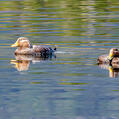 Flying Steamer Duck (Tachyeres patachonicus)
