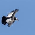 Andean Condor (Vultur gryphus)