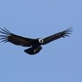 Andean Condor (Vultur gryphus)