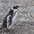 Magellanic Penguin (Spheniscus magellanicus)