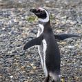 Magellanic Penguin (Spheniscus magellanicus)