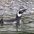 Magellanic Penguin (Spheniscus magellanicus)