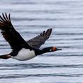 Rock Shag (Phalacrocorax magellanicus)