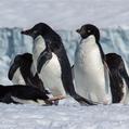 Adélie Penguin (Pygoscelis adeliae)