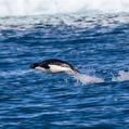 Adélie Penguin (Pygoscelis adeliae)