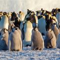 Emperor Penguin (Aptenodytes forsteri)
