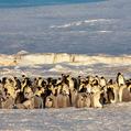 Emperor Penguin (Aptenodytes forsteri)