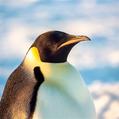 Emperor Penguin (Aptenodytes forsteri)