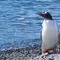 Gentoo Penguin (Pygoscelis papua)