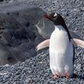 Gentoo Penguin (Pygoscelis papua)