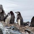 Chinstrap Penguin (Pygoscelis antarcticus)