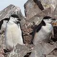 Chinstrap Penguin (Pygoscelis antarcticus)