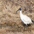 Australian White Ibis (Threskiornis molucca)