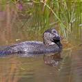 Musk Duck (Biziura lobata)