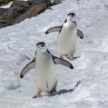 Chinstrap Penguin (Pygoscelis antarcticus)