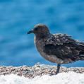 South Polar Skua (Stercorarius maccormicki)