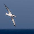 Wandering Albatross (Diomedea exulans)
