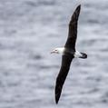 Black-browed Albatross (Thalassarche melanophris)