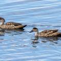 Crested Duck (Lophonetta specularioides)
