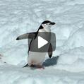 Chinstrap Penguin (Pygoscelis antarcticus)