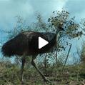 Emu (Dromaius novaehollandiae)
