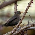 Common Blackbird (Turdus merula)
