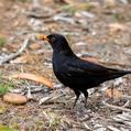 Common Blackbird (Turdus merula)