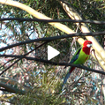 Eastern Rosella (Platycercus eximius)