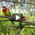 Eastern Rosella (Platycercus eximius)