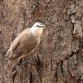 Brown Treecreeper (Climacteris picumnus)