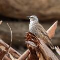 Brown Treecreeper (Climacteris picumnus)
