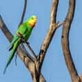 Superb Parrot (Polytelis swainsonii)
