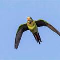 Superb Parrot (Polytelis swainsonii)