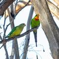 Superb Parrot (Polytelis swainsonii)