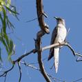 Pallid Cuckoo (Cacomantis pallidus)