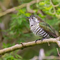 Shining Bronze Cuckoo (Chrysococcyx lucidus)