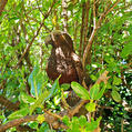 New Zealand Kaka (Nestor meridionalis)